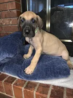 Lucky, a male Great Dane for sale in Greeley, CO – Photo 2 of 10