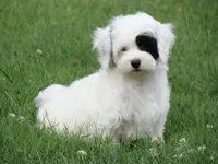 Pirate, a male Maltipoo for sale in Union Bridge, MD – 1 of 2