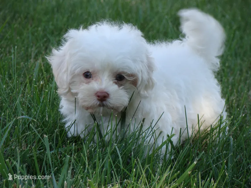 Corky – Maltipoo puppy for sale in Union Bridge, MD
