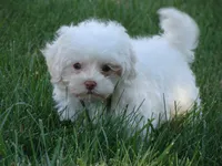 Corky, a male Maltipoo for sale in Union Bridge, MD – 1 of 1