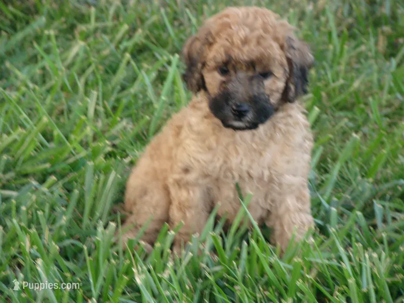 Skip – Schnoodle puppy for sale in Union Bridge, MD