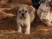 Chloe, a female Brussels Griffon for sale in Union Bridge, MD – Photo 1 of 2