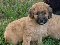 Skip, a male Schnoodle for sale in Union Bridge, MD – 2 of 2