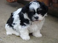 Aubrey, a female Havanese for sale in Union Bridge, MD – 1 of 1