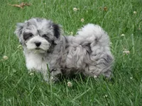 Jesse, a male Maltipoo for sale in Union Bridge, MD – 3 of 3
