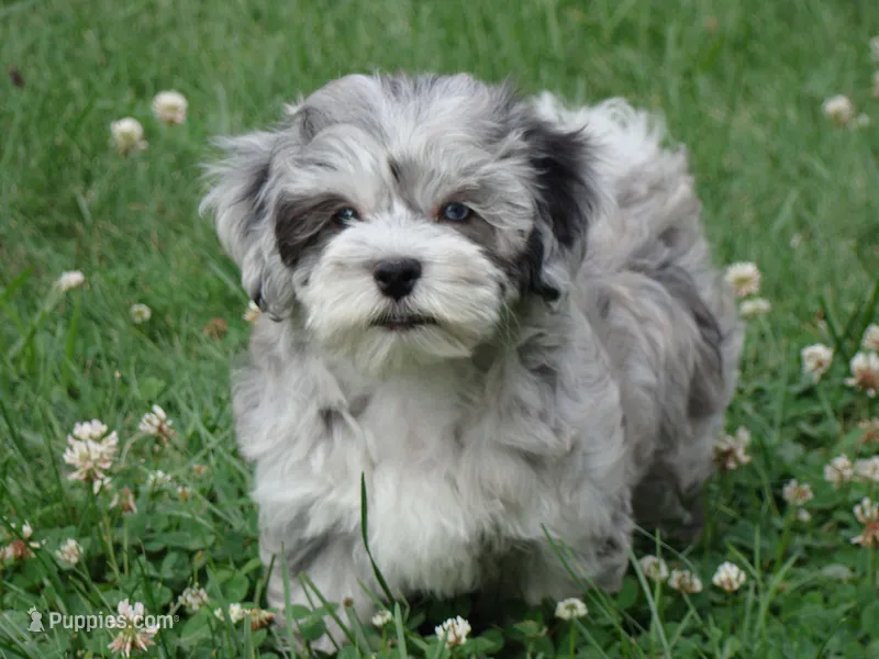 Jesse – Maltipoo puppy for sale in Union Bridge, MD