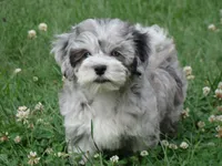 Jesse, a male Maltipoo for sale in Union Bridge, MD – 1 of 3