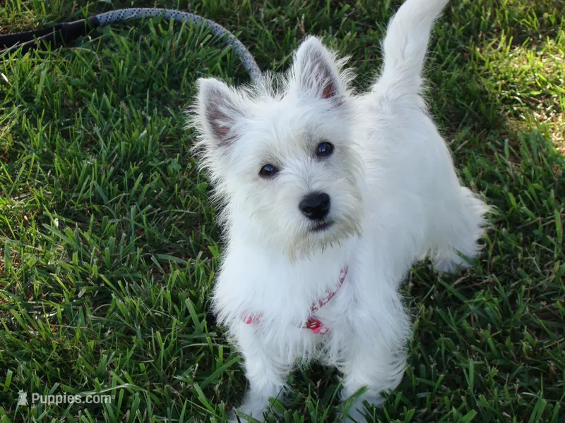 Tucker – West Highland White Terrier puppy for sale in Union Bridge, MD