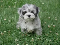 Jesse, a male Maltipoo for sale in Union Bridge, MD – 2 of 3