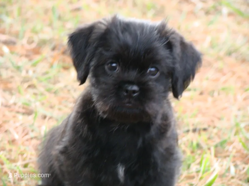 Cole, a male Brussels Griffon for sale in Union Bridge, MD – Photo 1 of 2