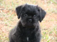 Cole, a male Brussels Griffon for sale in Union Bridge, MD – Photo 1 of 2