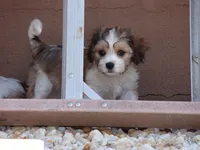 Sandy, a female Cavachon for sale in Union Bridge, MD – Photo 2 of 2