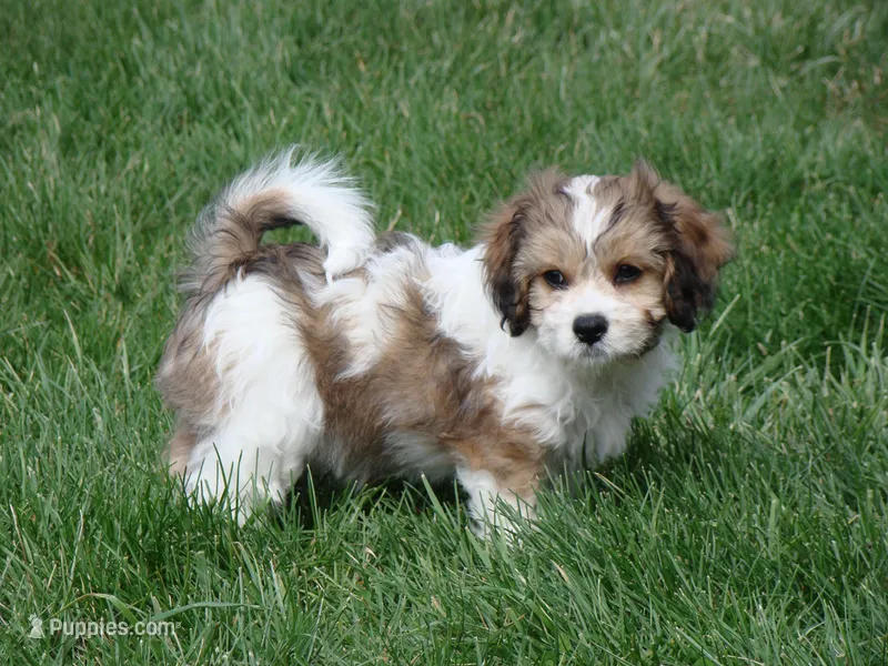 Sandy – Cavachon puppy for sale in Union Bridge, MD