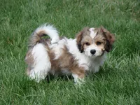 Sandy, a female Cavachon for sale in Union Bridge, MD – Photo 1 of 2