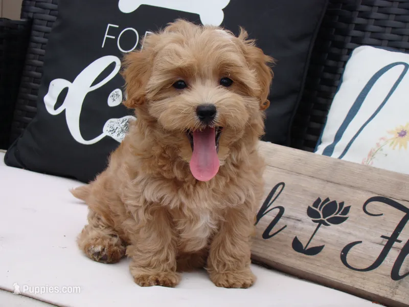 Joey – Maltipoo puppy for sale in Union Bridge, MD