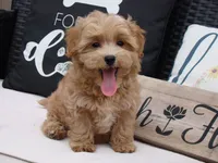 Joey, a male Maltipoo for sale in Union Bridge, MD – 1 of 1