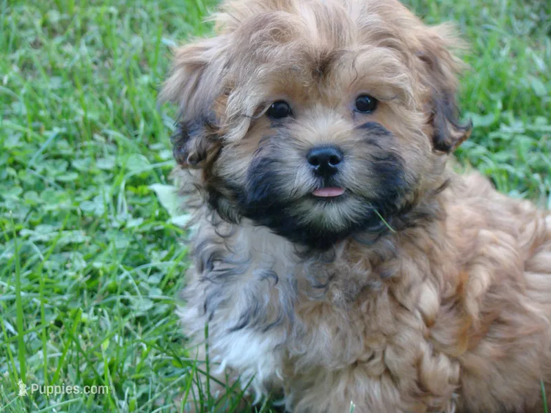 Cody – Shih Tzu, Yorkshire Terrier puppy for sale in Union Bridge, MD