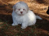 Joey, a male Shih Tzu for sale in Union Bridge, MD – Photo 2 of 2