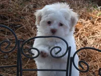 Joey, a male Shih Tzu for sale in Union Bridge, MD – Photo 1 of 2