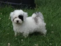 Pirate, a male Maltipoo for sale in Union Bridge, MD – 2 of 2