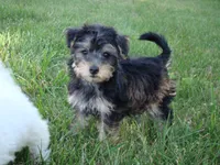 Tigger, a male Yorkipoo for sale in Union Bridge, MD – 2 of 2