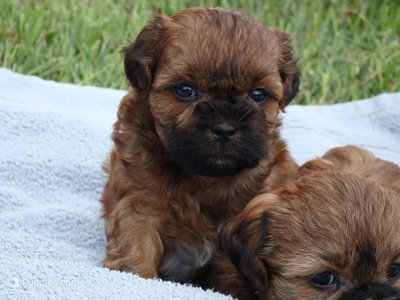 Cody – Shih Tzu, Yorkshire Terrier puppy for sale in Union Bridge, MD