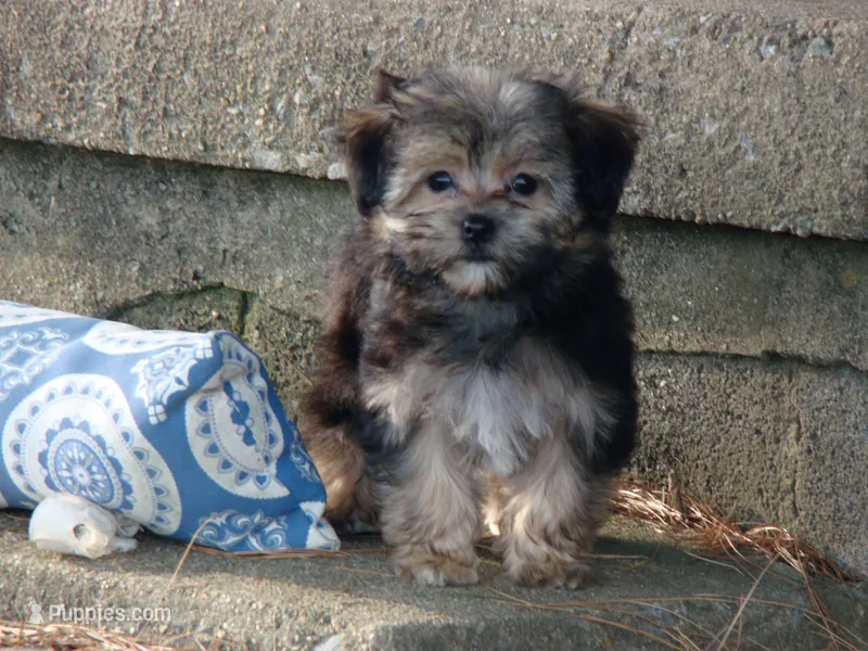 Jelly Bean – Morkie puppy for sale in Union Bridge, MD