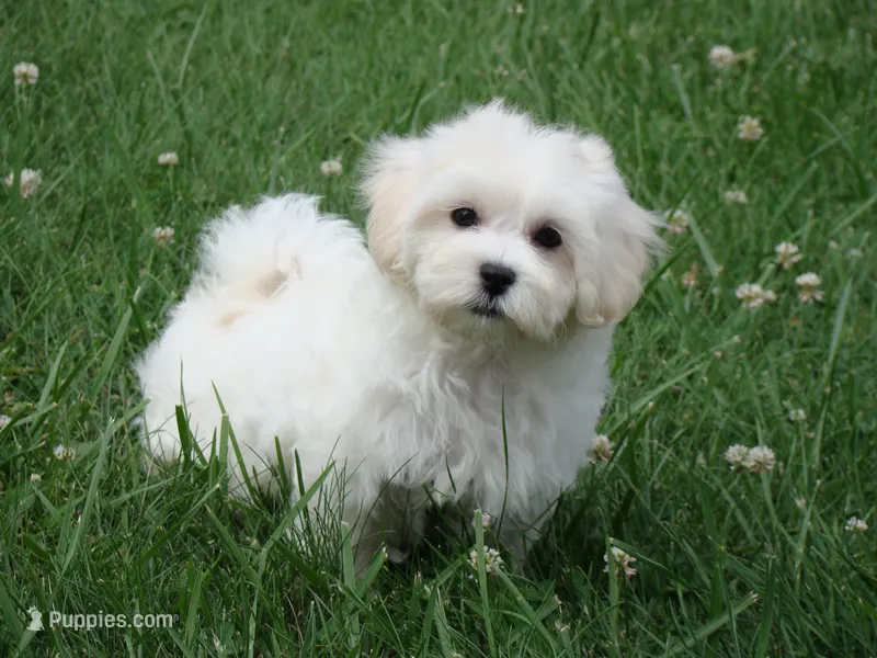 Powder – Maltipoo puppy for sale in Union Bridge, MD