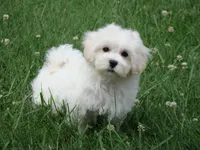 Powder, a male Maltipoo for sale in Union Bridge, MD – 1 of 1