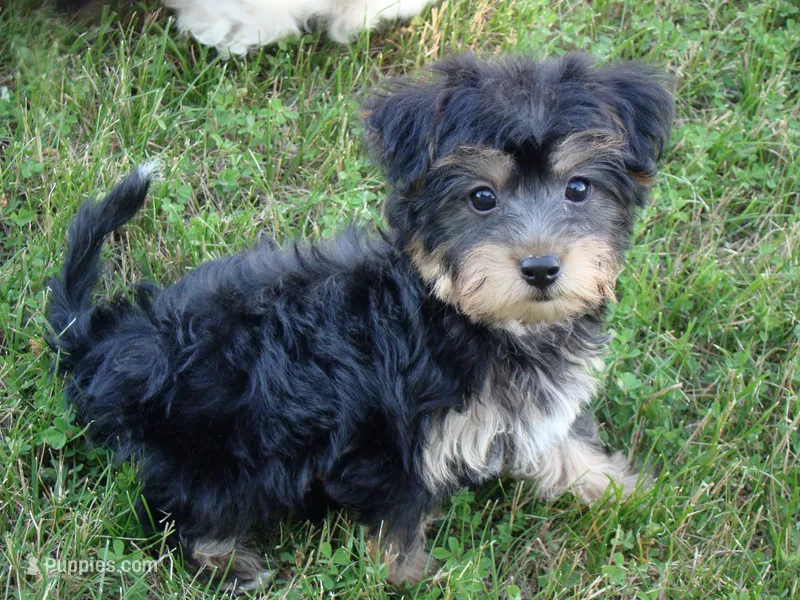 Tigger – Yorkipoo puppy for sale in Union Bridge, MD