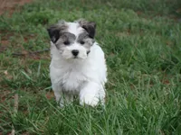 Hanna, a female Havamalt for sale in Union Bridge, MD – Photo 2 of 2