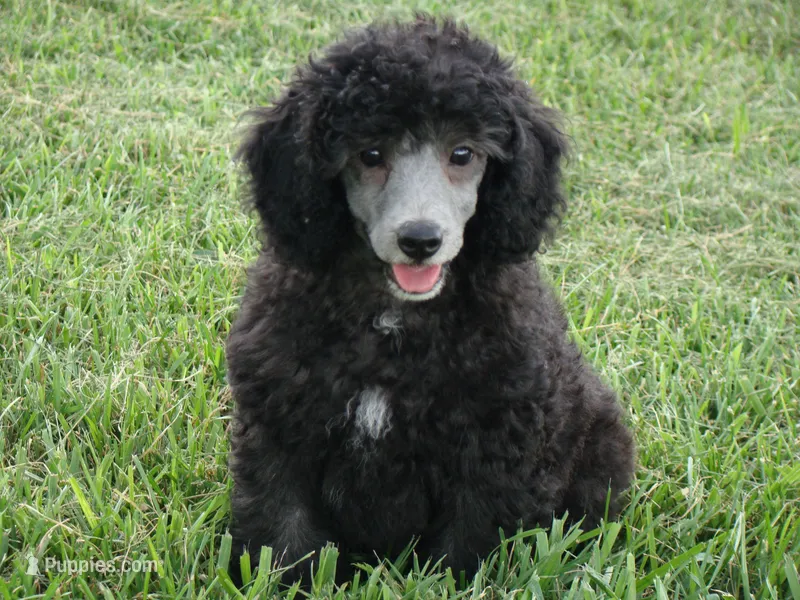 Bullet – Poodle - Miniature  puppy for sale in Union Bridge, MD