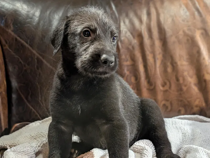 Peter – Irish Wolfhound puppy for sale in Knoxville, TN