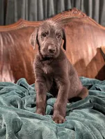 Peter, a male Irish Wolfhound for sale in Knoxville, TN – Photo 2 of 2