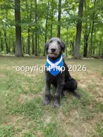 Conor, a male Irish Wolfhound for sale in Knoxville, TN – 1 of 1
