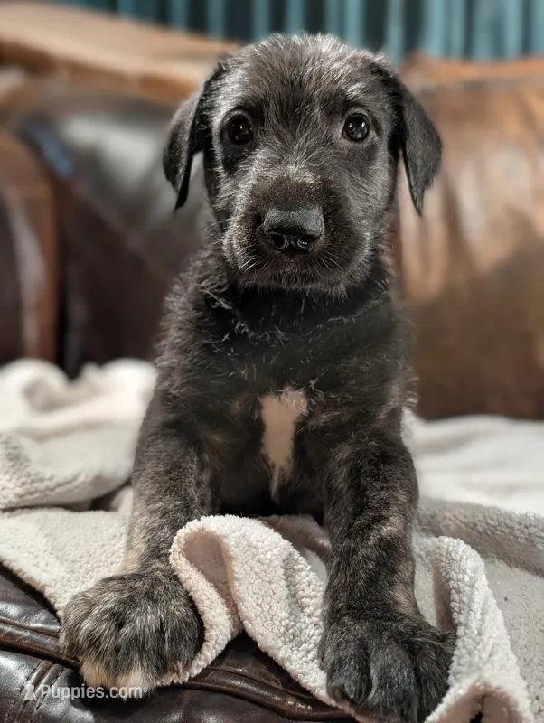 Marty – Irish Wolfhound puppy for sale in Knoxville, TN