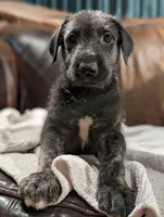 Marty, a male Irish Wolfhound for sale in Knoxville, TN – Photo 1 of 2
