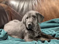 Marty, a male Irish Wolfhound for sale in Knoxville, TN – Photo 2 of 2