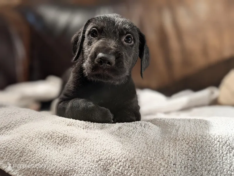 Jimmy – Irish Wolfhound puppy for sale in Knoxville, TN