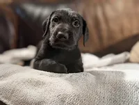 Jimmy, a male Irish Wolfhound for sale in Knoxville, TN – Photo 1 of 2