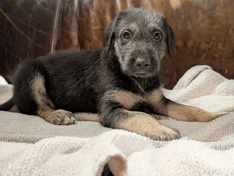 Miles – Irish Wolfhound puppy for sale in Knoxville, TN