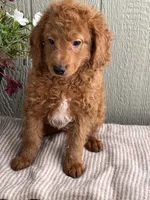 Rusty, a male Bernedoodle for sale in Middleton, ID – 2 of 3