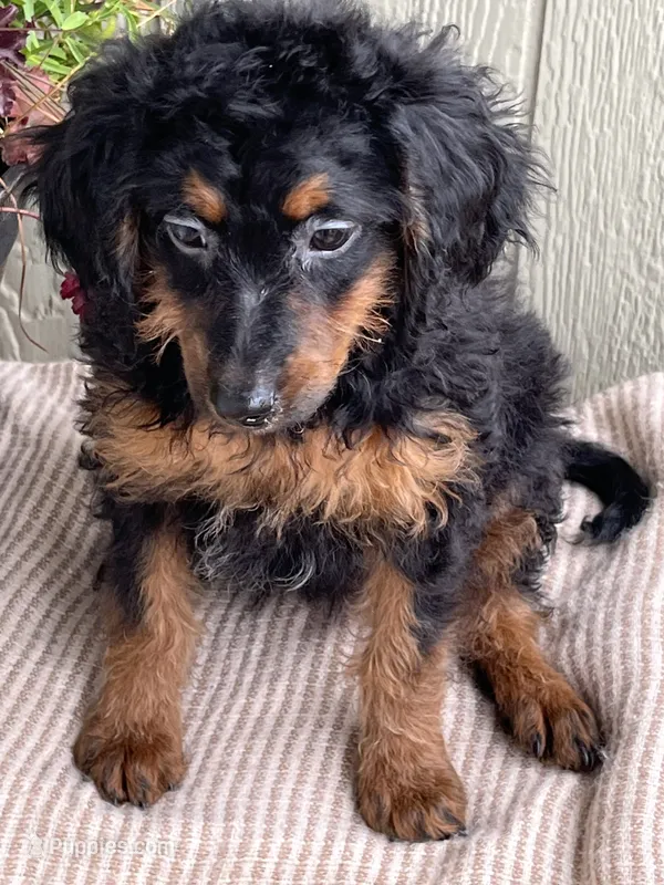 Romeo – Bernedoodle puppy for sale in Middleton, ID