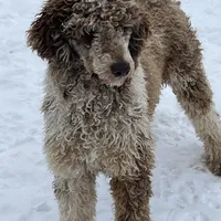 Marlow, a male Poodle - Standard  for sale in Middleton, ID – Photo 2 of 2