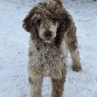 Marlow, a male Poodle - Standard  for sale in Middleton, ID – Photo 1 of 2
