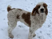 Dodge, a male Poodle - Standard  for sale in Middleton, ID – Photo 2 of 3