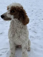 Dodge, a male Poodle - Standard  for sale in Middleton, ID – Photo 3 of 3