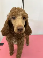 Rose, a female Poodle for sale in Middleton, ID – Photo 1 of 3