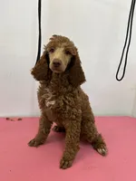 Rose, a female Poodle for sale in Middleton, ID – Photo 2 of 3