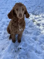 Rose, a female Poodle for sale in Middleton, ID – Photo 3 of 3